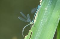 Coenagrion puella