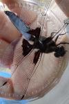 Libellula depressa