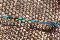 Coenagrion puella