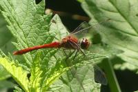 Sympetrum sanguineum