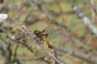 Libellula depressa