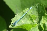 Coenagrion puella