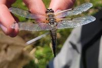 Libellula quadrimaculata