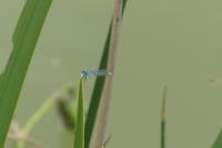 Enallagma cyathigerum