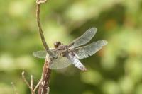 Libellula depressa