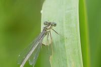 Platycnemis pennipes