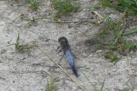 Orthetrum cancellatum