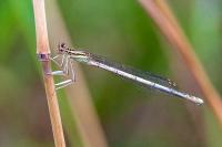 Platycnemis pennipes