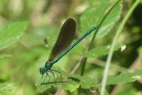 Calopteryx virgo