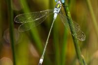 Lestes dryas