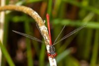 Ceriagrion tenellum