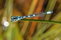 Coenagrion mercuriale