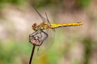 Sympetrum sanguineum