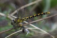 Onychogomphus forcipatus