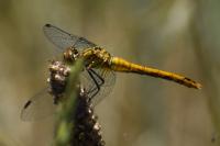 Sympetrum sanguineum