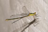 Chalcolestes viridis