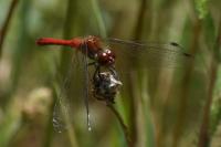 Sympetrum sanguineum
