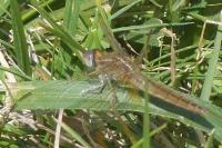 Crocothemis erythraea