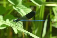 Calopteryx splendens