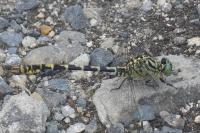 Onychogomphus forcipatus