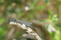 Platycnemis pennipes