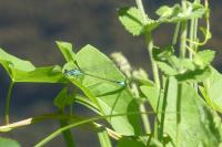Ischnura elegans