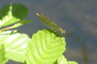 Calopteryx splendens