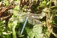 Anax imperator