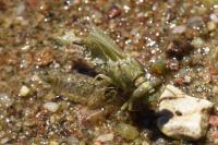Onychogomphus forcipatus