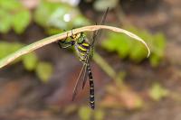 Cordulegaster boltonii