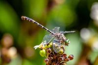 Onychogomphus forcipatus