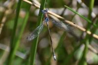 Lestes sponsa