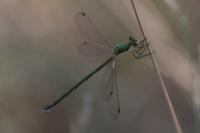 Lestes virens vestalis