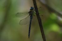 Aeshna affinis