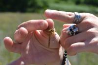 Orthetrum coerulescens
