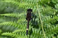 Leucorrhinia pectoralis