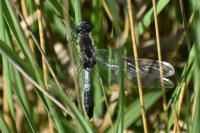 Leucorrhinia caudalis