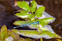 Erythromma lindenii