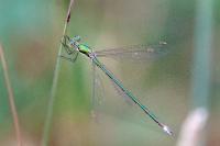 Lestes virens