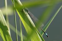 Ischnura elegans