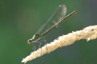 Calopteryx splendens