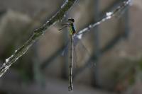 Chalcolestes viridis