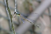 Chalcolestes viridis
