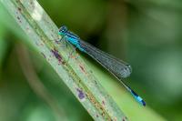 Ischnura elegans