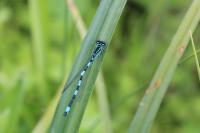 Coenagrion mercuriale