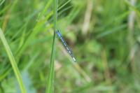 Enallagma cyathigerum