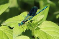 Calopteryx splendens