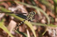 Onychogomphus forcipatus