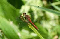 Sympetrum sanguineum