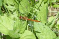 Sympetrum sanguineum